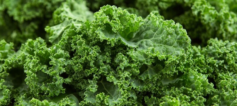 Vibrant Fresh Organic Kale Texture of Green Leaves in Garden, Healthy Eating Concept