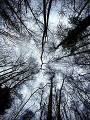 tree in the forest