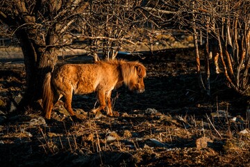 icelandic horse pony cute in landscape pretty nature rural 