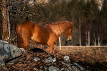 Naklejka premium horse icelandic pretty landscape natural pony 