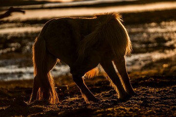 horse icelandic pretty landscape natural pony 