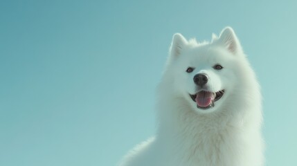 Fototapeta premium Fluffy white samoyed dog against clear blue sky