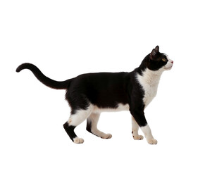 black and white cat on white background