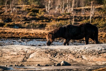 horse icelandic pretty landscape natural pony 