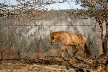 horse icelandic pretty landscape natural pony 