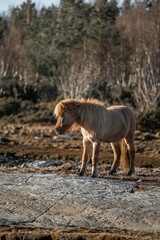 horse icelandic pretty landscape natural pony 