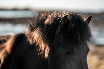 horse icelandic pretty landscape natural pony 