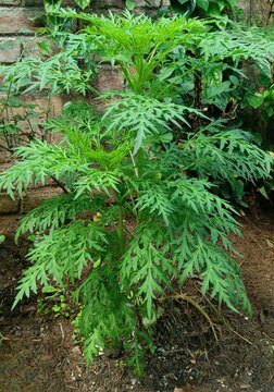 Beautiful close-up view of fresh vibrant cosmos caudatus and ulam raja green leaves plant grown in the behind home area. it's leaves used for salad, herbs or herbal and ayurvedic medicine.