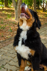 bernese mountain dog