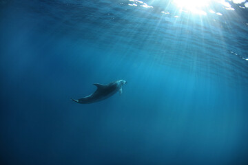 Side view of an Indo-Pacific bottlenose dolphin (Tursiops aduncus) swimming underwater near the ocean surface, South Africa