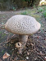 Close-Up of Mushroom in Sunlit Green Meadow