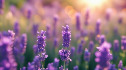 "Lavender Field in Golden Sunlight – Dreamy Floral Photography background"