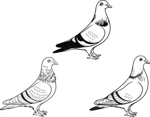 Pigeon vector image