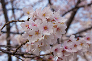 満開の桜
