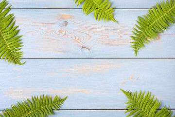 Green leaves fern on a blue wooden background. Creative layout made of leaves with place for your...