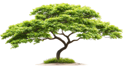 Majestic bon tree with striking green trunk, symbol of natural growth and resilience