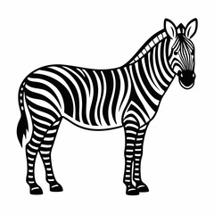 Obraz premium Zebra vector illustration of a striped wild animal standing isolated on a white background