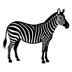 Zebra vector illustration of a striped wild animal standing isolated on a white background