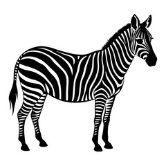 Fototapeta premium Zebra vector illustration of a striped wild animal standing isolated on a white background