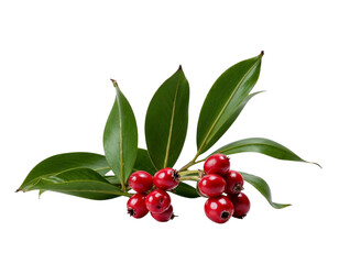 branch of red currant isolated on white