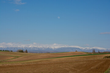 Fototapeta premium 春の晴れた日の畑作地帯と冠雪の山並み 