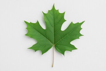 Fresh green maple leaf isolated on a light background, symbolizing nature, vitality, and seasonal change, perfect for eco friendly designs and educational materials