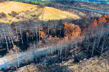 Burnt forest and fields in legarda, navarre, spain after wildfire