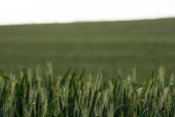 緑の麦の穂のクローズアップ
