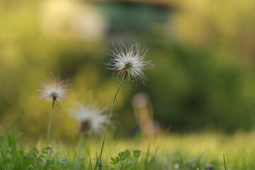 fiore di anemone pulsatilla al tramonto in primavera