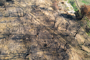 Wildfire devastating trees in legarda, navarre, spain, causing environmental damage