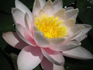 lotus blossom, macro aquatic plant, waterlily