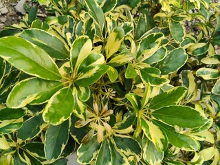 Obraz premium close up of the Schefflera actinophylla ornamental plant, this plant has leaves with green and yellow patterns. natural background of leaves 