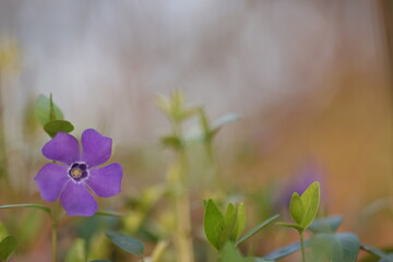 fiore di pervinca in primavera
