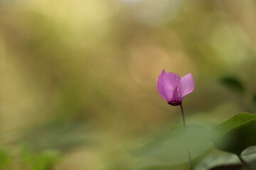fiore di ciclamino nel bosco