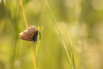 una farfalla licenide al tramonto