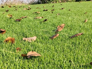 Dry Autumn leaves Background
Mapple Dry leaves in Autumn season isolated with Green Carpet Grass Field
Outdoor leaves fallen on carpet grass with natural background environment 