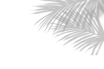 Elegant Tropical Palm Leaf Shadows | Minimalist Natural Aesthetics for Decor & Design