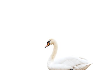 Fototapeta premium Elegant Swan Profile Against White Background.
