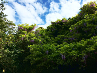 藤の花咲く森の風景