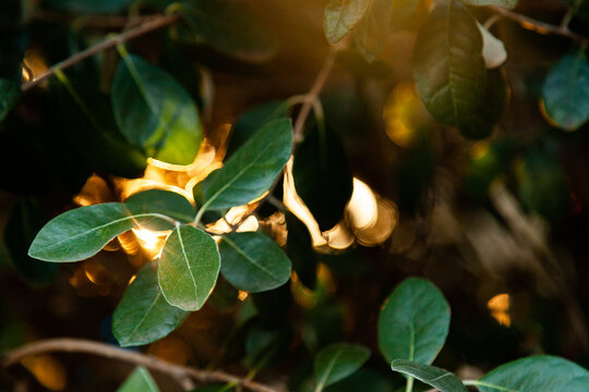 Feijoa leaves with golden sunlight flaring through the bush