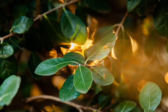 Feijoa leaves with golden sunlight flaring through the bush