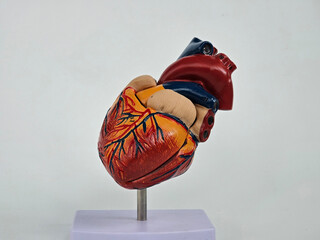 Heart model showcasing detailed anatomy and vibrant colors