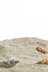 sea shell on the beach on white background