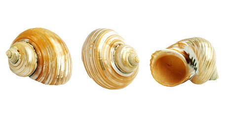 sea shells isolated on white multiple angles