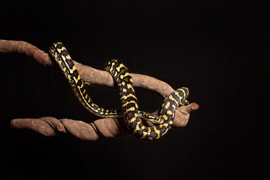 Jungle Python in studio