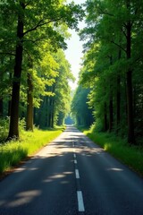 Obraz premium Sunlit Road Through a Lush Green Canopy of Trees on a Summer Day