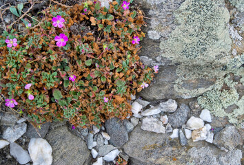 Crane beak (Erodium corsicum), endemic to Corsica and Sardinia, flourishes on the cliffs of the northern coast. Stintino, Sassari. Sardinia.