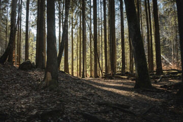 Peaceful Spring Sunlight Streaming Through Trees in the Forest