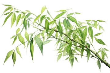 Fototapeta premium Bamboo tree plant green.