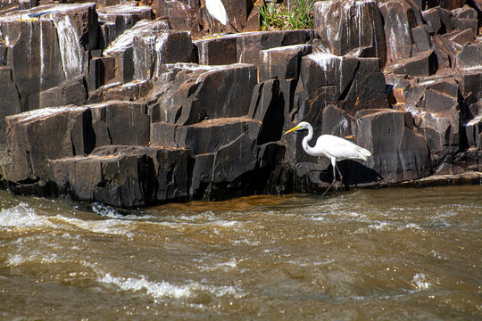 A gar&ccedil;a-branca-pequena tamb&eacute;m conhecido por gar&ccedil;a-pequena, garceta ou gar&ccedil;a-branca-americana, &eacute; uma gar&ccedil;a que ocorre na Am&eacute;rica temperada e tropical, com ampla distribui&ccedil;&atilde;o no Brasil.